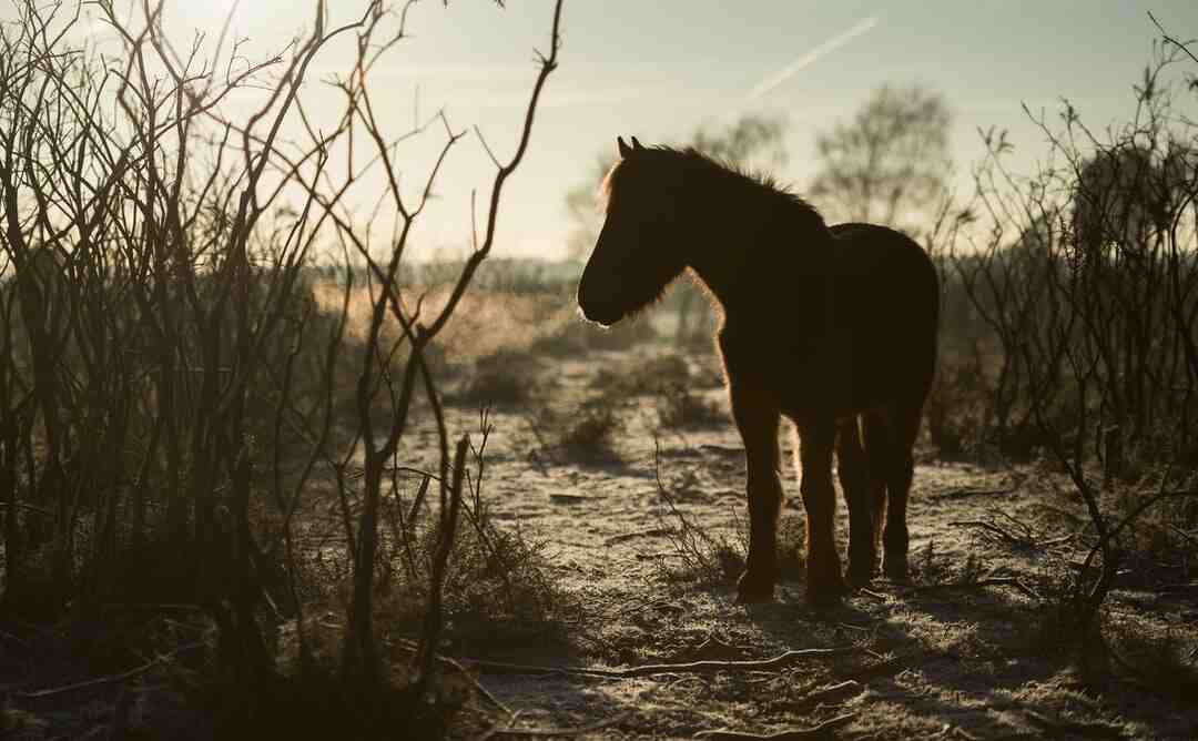 Comment reconnaître un cheval en forme ?