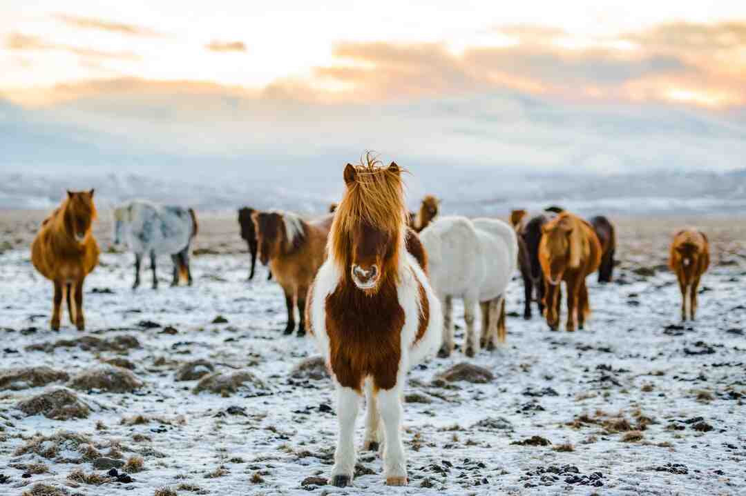 Comment trouver la base d'une course de chevaux ?