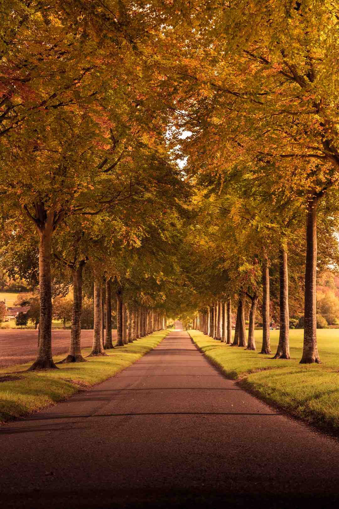 Quel rythme Marcher pour maigrir ?