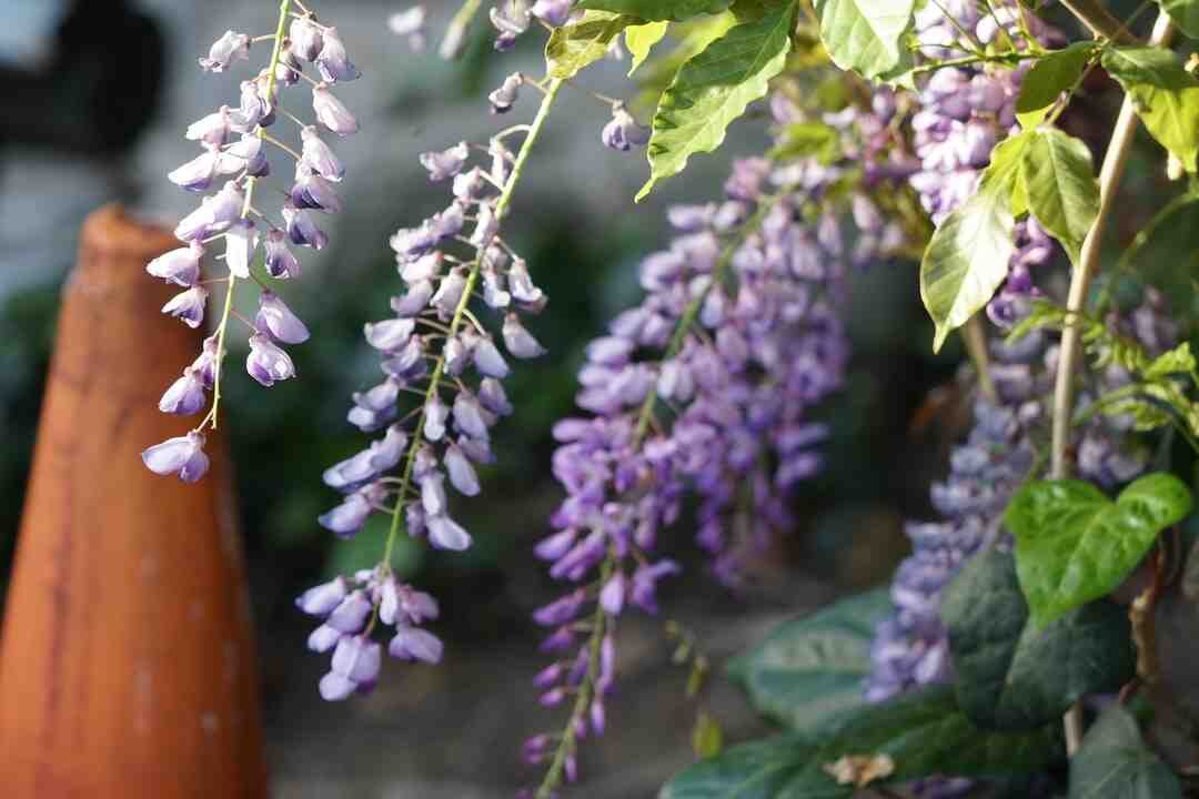 Quelle joueuse a remporté le plus de titres sur terre battue depuis la création de l'ère Open ?