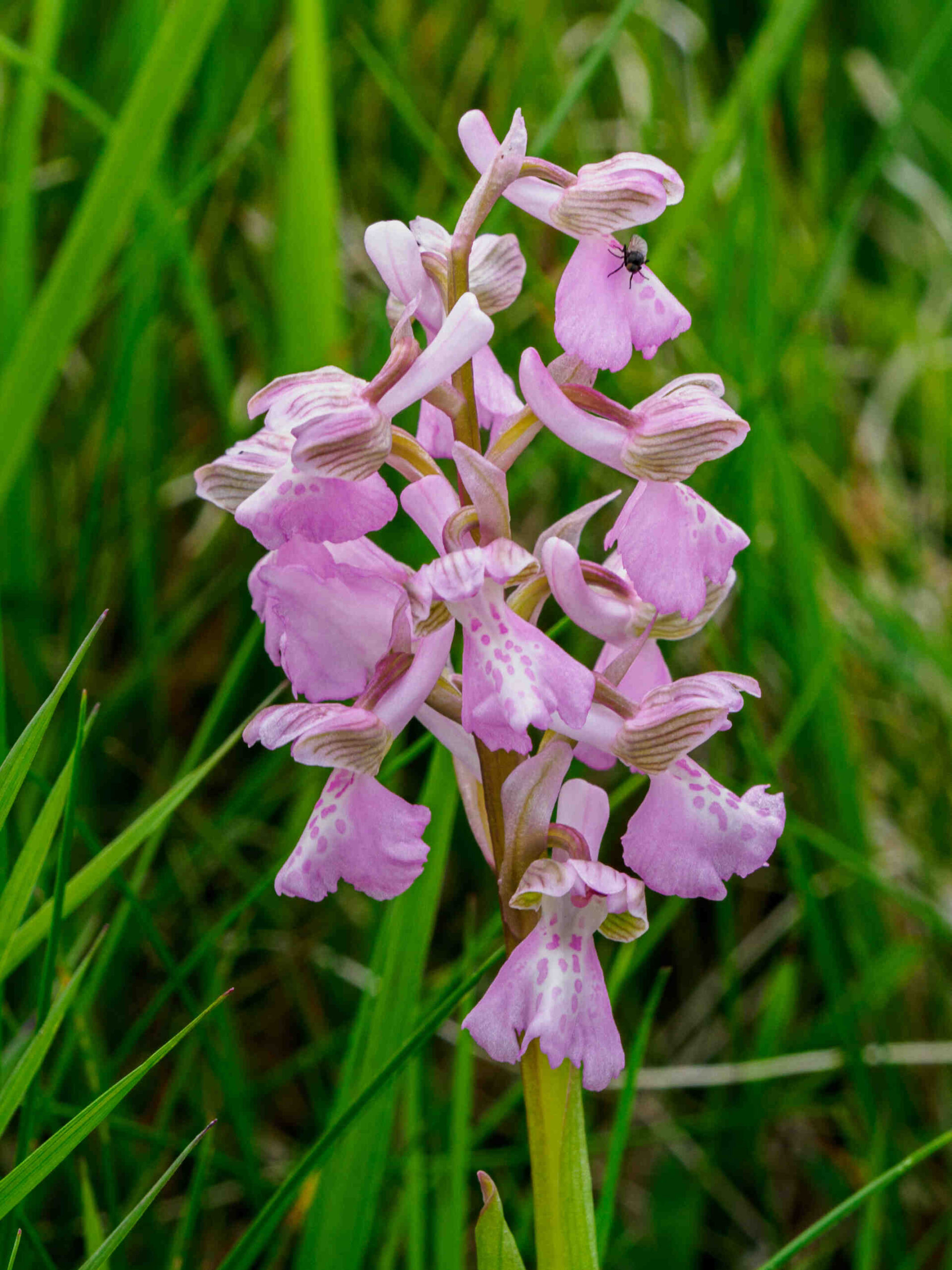 Qui a marqué le plus de but en finale de Coupe du monde ?