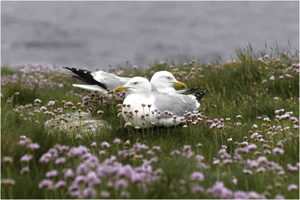 Pourquoi les courses d'Auteuil ?